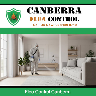 Expert flea control service being performed in residential property in Canberra